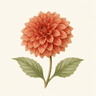 Dahlia flower
